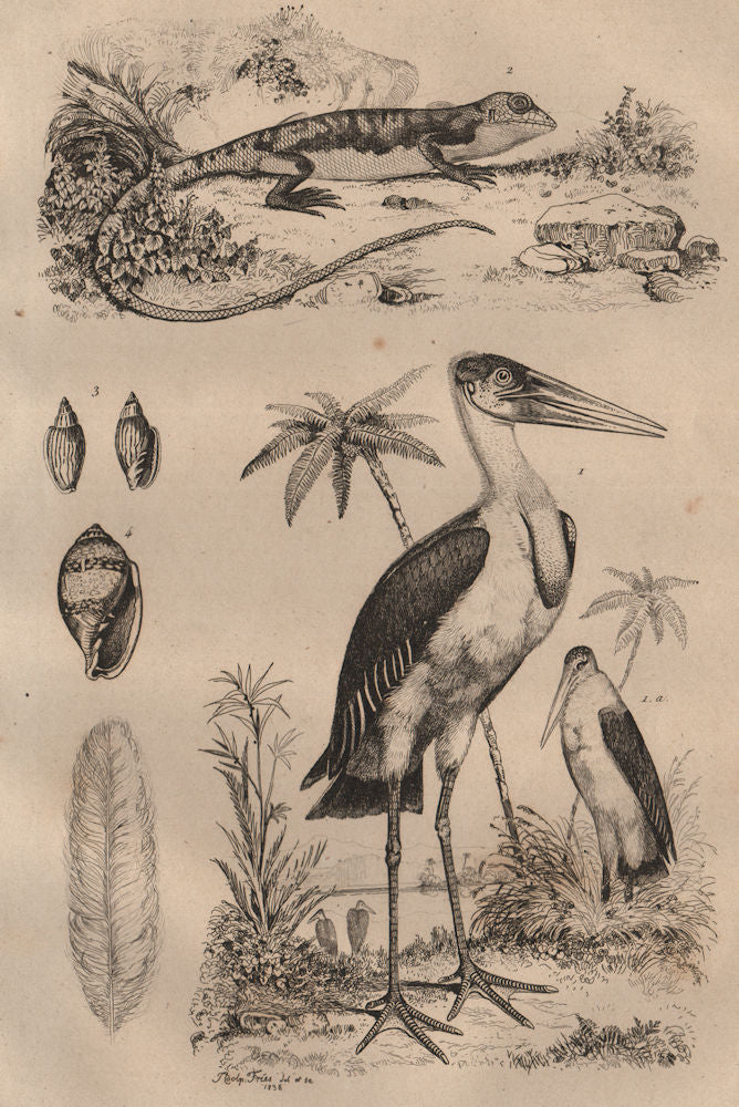 Marabou Stork. Marbré (Marbled newt). Marginella 1834 old antique print